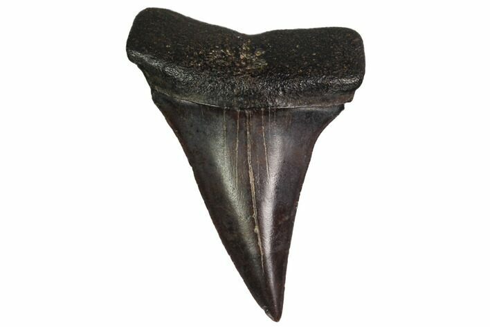 Fossil Toothed Mako Shark Tooth - Georgia #158772